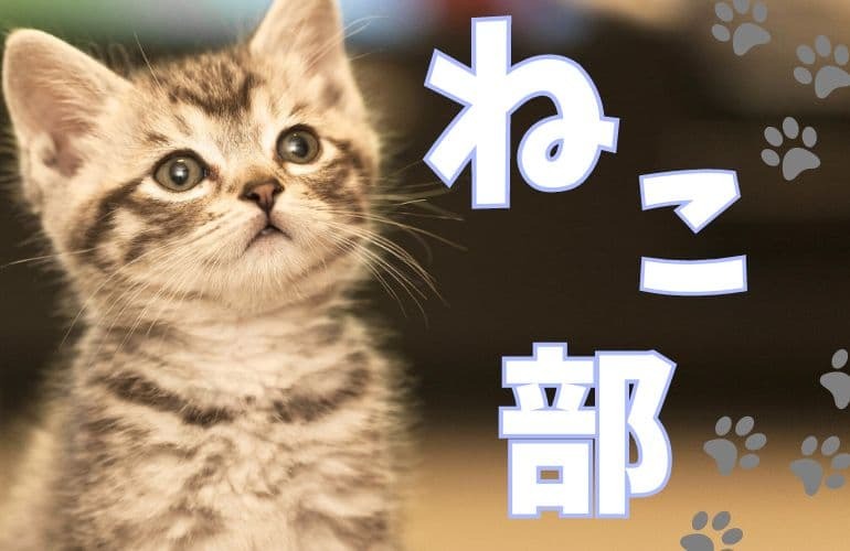 【2時間貸切！保護猫カフェ】可愛い猫と一緒に楽しむ癒しの交流会✨ おやつタイムあり！