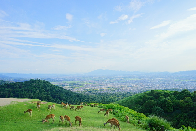 【9月22日(祝)】鹿と触れ合おう！奈良公園からの若草山