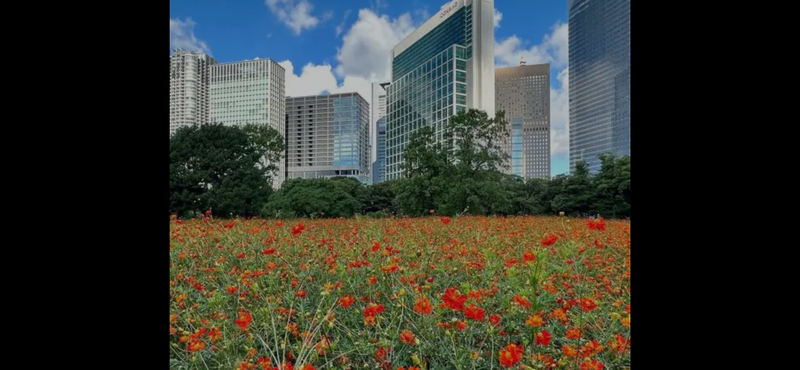 【カメラ📷撮影しましょうスマホで可能🌸秋の浜離宮庭園キバナコスモスを見よう🌺