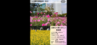 【カメラ📷撮影しましょうスマホで可能🌸秋の浜離宮庭園キバナコスモスを見よう🌺