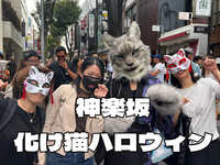 10/11今年で3年目‼️化け猫in神楽坂‼️日本風ハロウィンはやはり化け猫
