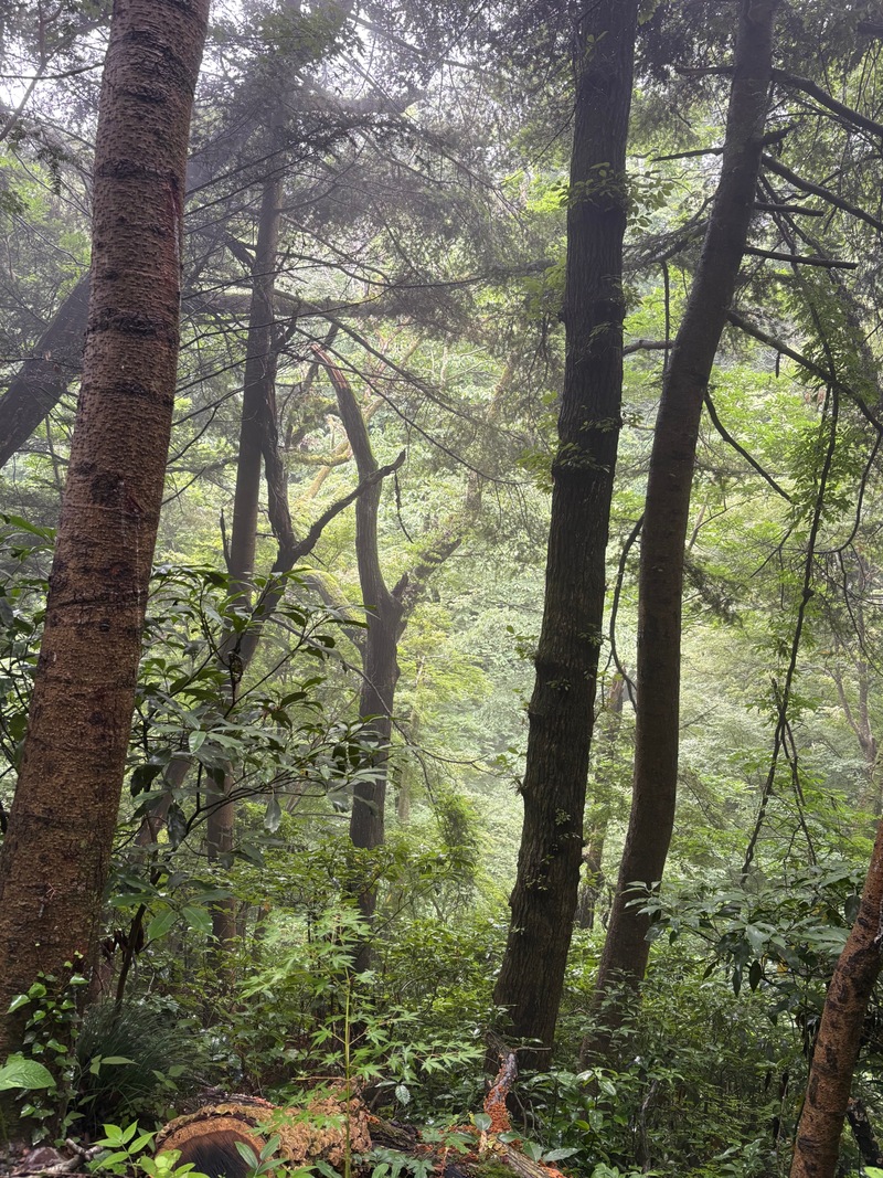 【10月8日 平日高尾山⛰️】秋の空気とともに思考整理！少人数限定・ゆる大人のためのリフレッシュ登山会⛰️✨