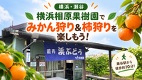 【横浜・瀬谷】秋の味覚狩り🍊横浜相原果樹園でみかん狩り＆柿狩りを楽しもう！