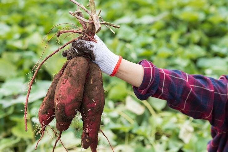 【10/17(土)13:00〜川越開催🍠】秋の味覚を満喫！お芋掘り体験ツアー🌾