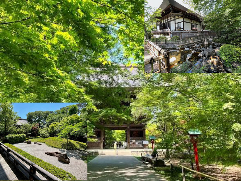 【自然に囲まれた寺院を参拝＆昭和喫茶！】9/12 15時半　九品仏浄真寺～喫茶二十世紀【常連の方参加費還元！】