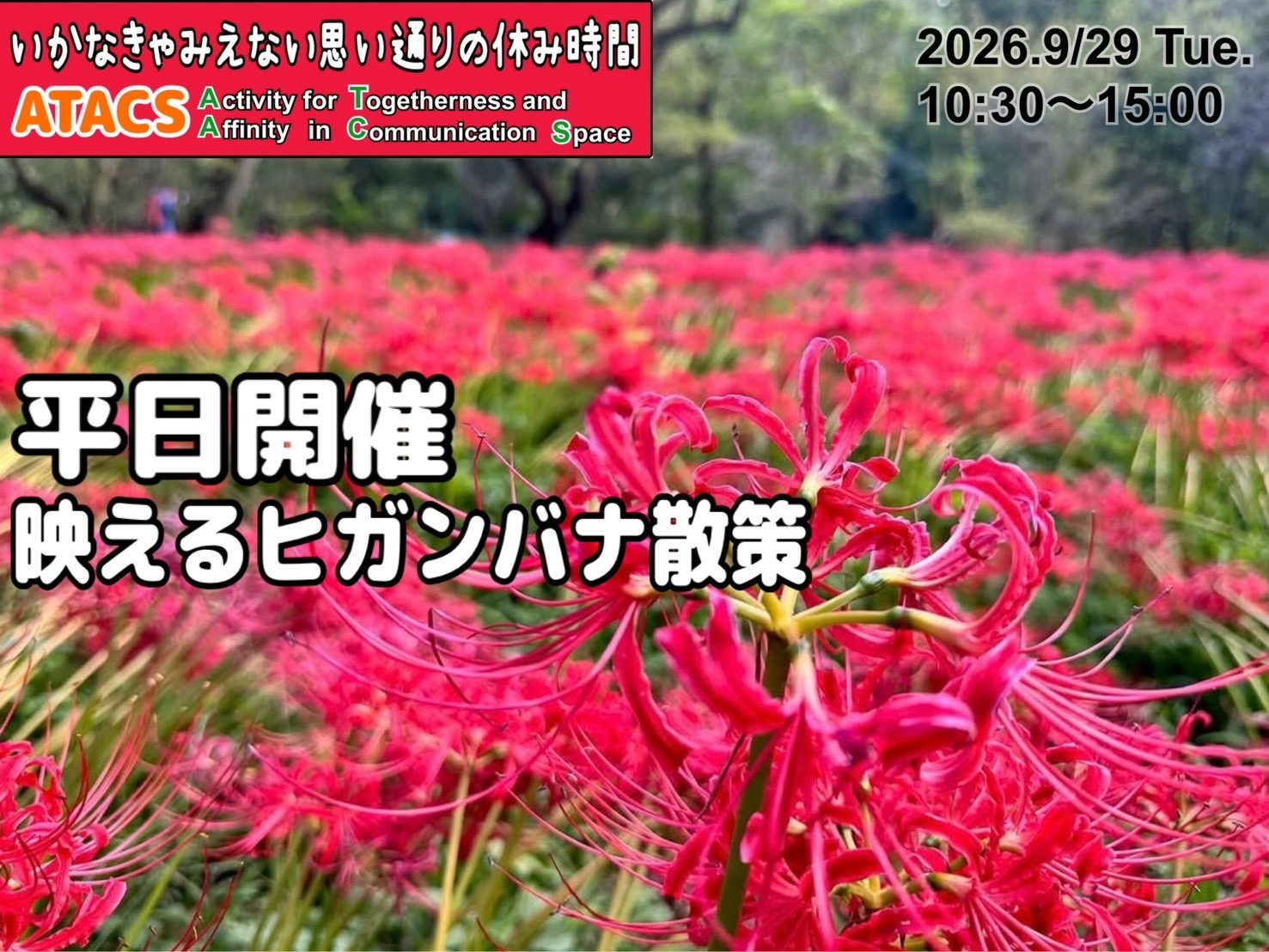 真紅のヒガンバナが咲き誇る巾着田曼珠沙華まつりへいこう