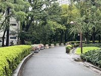 🚶🏻【日比谷公園】朝さんぽ と カフェトーク