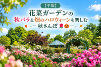 【平塚】花菜ガーデンの秋バラ＆畑のハロウィーンを楽しむ秋さんぽ🌹🎃