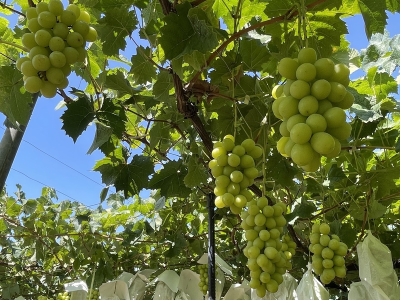 【第二回】山梨ぶどう満喫の旅🍇&ほったらかし温泉♨️【🚗で行く】【シーズン最終期】
