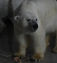 期間限定の特別体験🦁🌙 秋の夜の上野動物園へ行こう！🍁