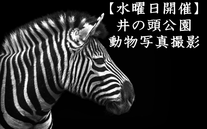 【水曜日開催】井の頭公園で、動物写真撮影