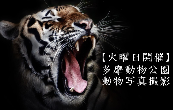 【火曜日開催】多摩動物公園で、動物写真撮影