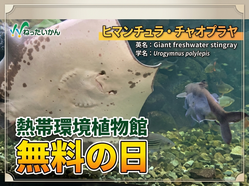 【入館無料】ねったいかんフェスティバルにいってみませんか？
