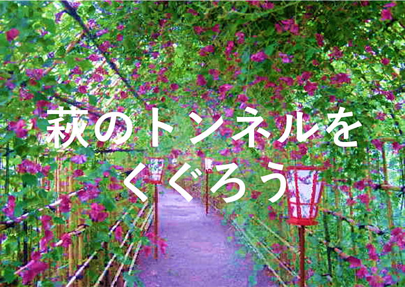[まち歩き]萩の花のトンネルをくぐりながら秋の始まりを楽しもう