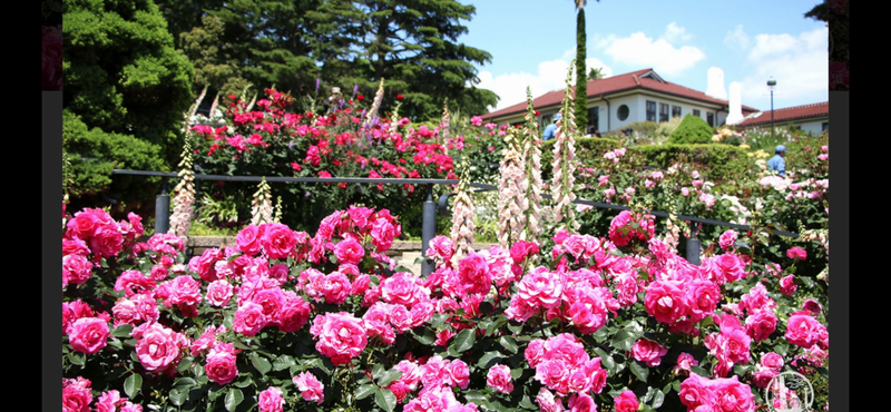 【横浜・山下公園＆港の見える丘公園で秋のバラ散策🌹限定ゆるっと散歩会！初心者歓迎