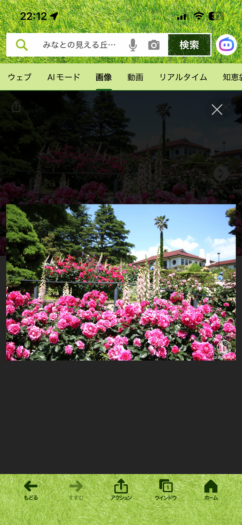 【横浜・山下公園＆港の丘で秋のバラ散策🌹限定ゆるっと散歩会！初心者歓迎🍁