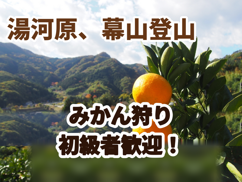 ◆登山初級者歓迎【たまトレオリジナル】【10/25(日)開催】幕山トレッキング➕相模湾眺望➕秋のすすき➕みかん狩り🍊