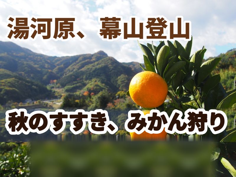 ◆登山初級者歓迎【たまトレオリジナル】【10/25(日)開催】幕山トレッキング➕相模湾眺望➕秋のすすき➕みかん狩り🍊