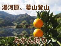 初級者歓迎！【10/25(日)開催】初秋の幕山トレッキング➕早生みかん狩り🍊