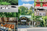 【猫に会える神社とスフレの美味しいカフェで朝活！】 10/3  9時半　白金氷川神社【常連の方参加費還元！】