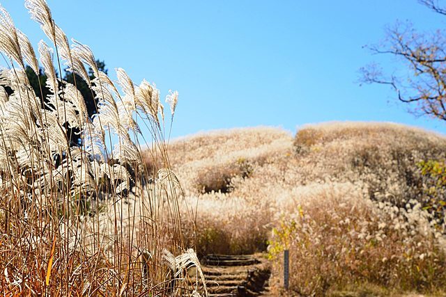 【10月24日(土)】満開のススキを見に行こう！紀見峠駅からの岩湧山