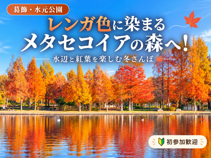 【葛飾・水元公園】レンガ色に染まるメタセコイアの森へ！水辺と紅葉を楽しむ冬さんぽ🍂｜初参加歓迎