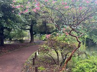 🚶🏻【日比谷公園】朝さんぽ と カフェトーク
