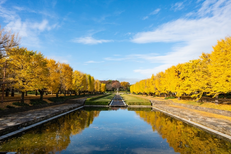 【入園無料日】秋風感じる！国営昭和記念公園めぐりお散歩旅🌳10/24（土）