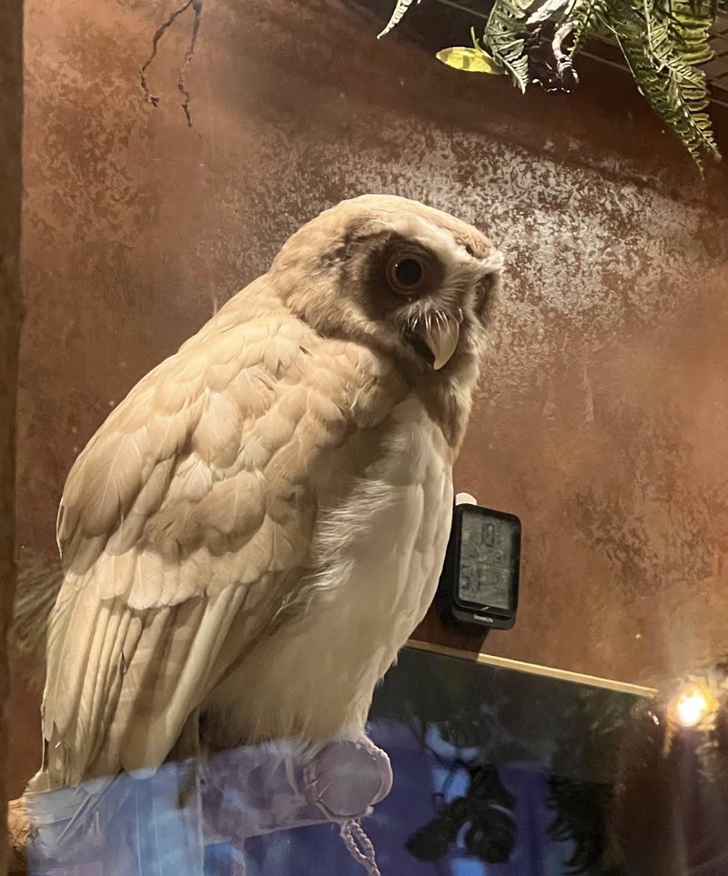 【新宿】森のような癒し空間🌿フクロウのいるカフェで朝カフェ会☕️（初参加歓迎）