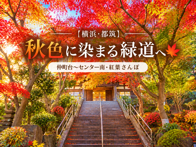【横浜・都筑】秋色に染まる緑道へ🍁｜仲町台〜センター南・紅葉さんぽ