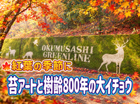 11/28　【オススメ】紅葉の季節に「苔アート」と「樹齢800年の大イチョウ」を見に行こう！