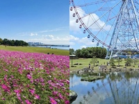 🏝️1人参加歓迎【20代30代】葛西臨海公園秋桜さんぽ交流会🌸