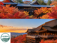 京都紅葉満喫🍁東福寺・清水寺