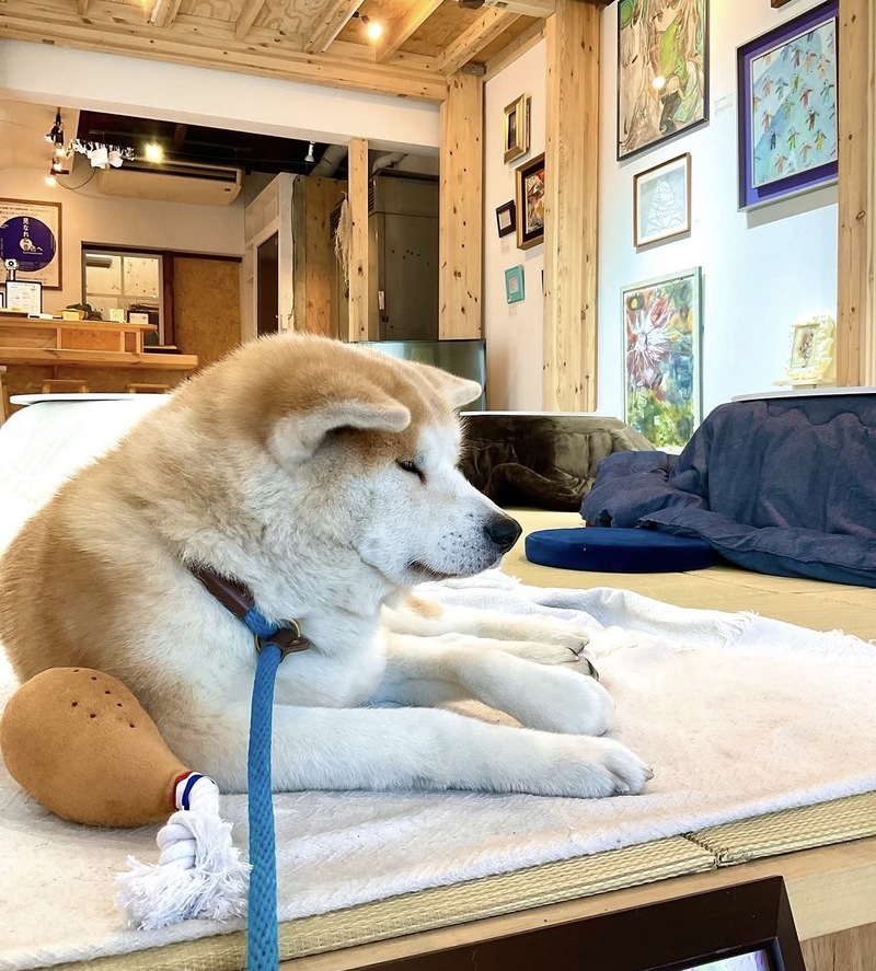 🎨☕️【神田小川町】秋田犬の看板犬に会える！「優美堂（カフェ＆アート）」で癒やしのカフェ時間🐕🍮
