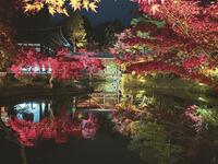 高台寺の幻想的な紅葉ライトアップを見に行こう🍁   29歳以下限定(一部除く)