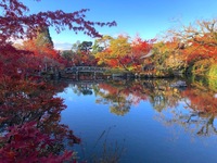 永観堂の美しい紅葉を見に行こう🍁   29歳以下限定(一部除く)