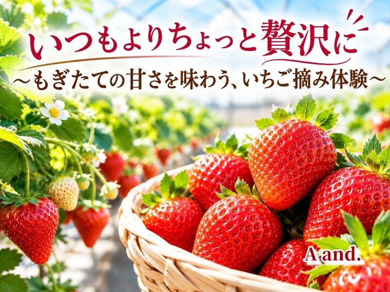 【いつもよりちょっと贅沢に★もぎたての甘さを味わう、いちご摘み体験】