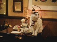 【女性2名主催/先着2名無料】新宿の“猫ちゃん”がいるレトロな老舗喫茶店🐈🐈☕️🍰🌿に行こう✨✨20代30代限定