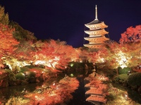 東寺の紅葉ライトアップをみんなで見に行こう🍁   29歳以下限定(一部除く)