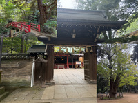 【赤坂の自然豊かな神社で朝活！】10/31  8時半　赤坂氷川神社参拝！【参加費還元！】