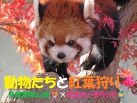 【20代主催】動物たちと紅葉狩り🍁多摩動物公園🐯×京王れーるランド🚃