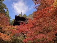 比叡山の紅葉＆世界遺産・延暦寺を散策しよう🍁   29歳以下限定(一部除く)