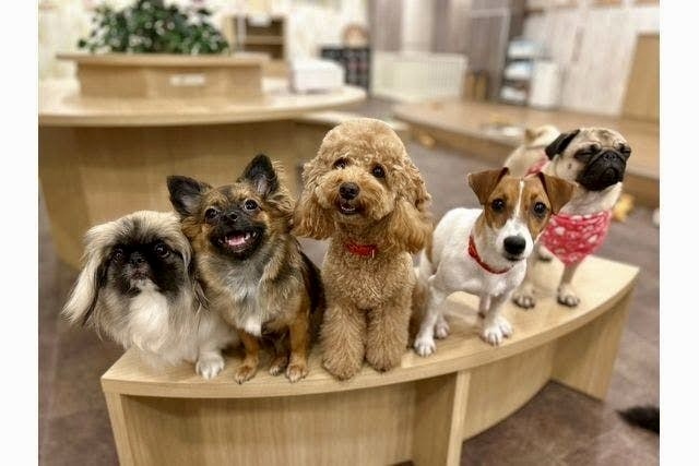 【30代〜50代】池袋✨わんちゃん🐶と遊べる『いぬカフェ』に行ってみよう🙋‍♀️写真 動画撮影OK！