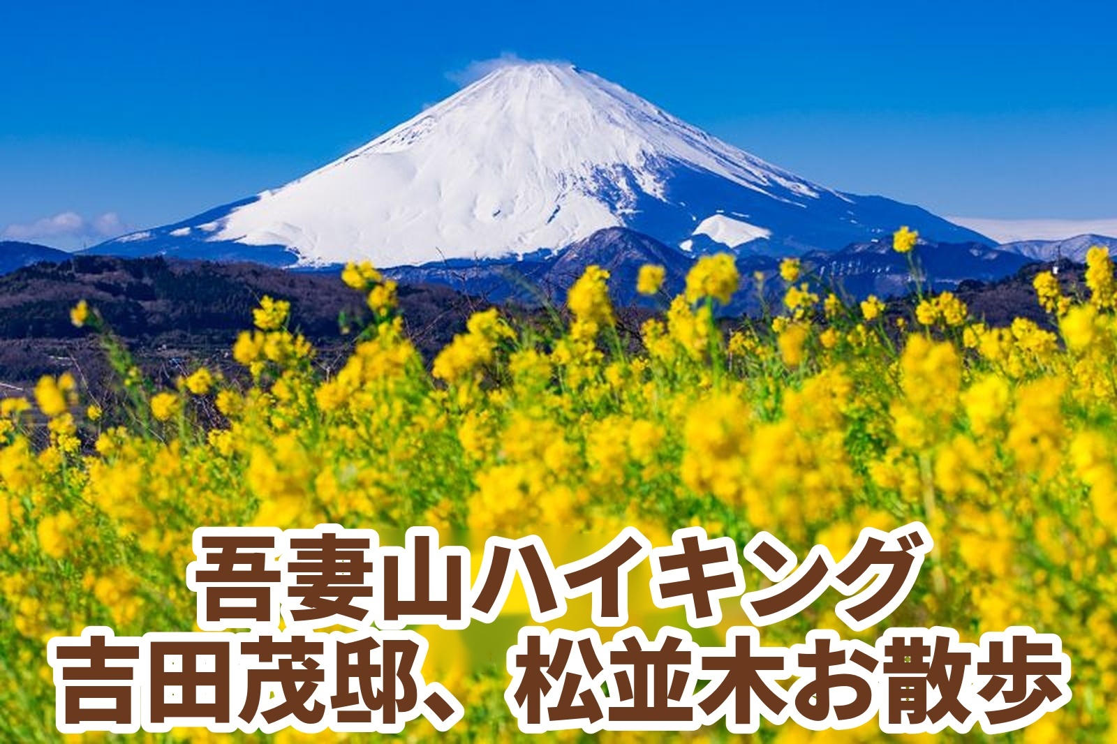 【登山初心者、初級者歓迎】✨たまトレ冬のオリジナル企画✨吾妻山 菜の花🌼と雪の富士山🗻＋大磯 旧吉田茂邸と松並木散歩
