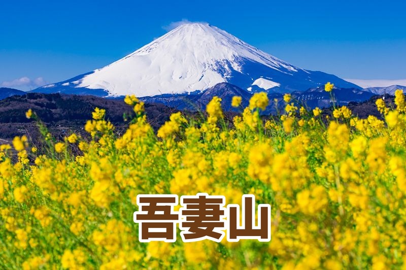 【登山初心者、初級者歓迎】✨たまトレ冬のオリジナル企画✨吾妻山 菜の花🌼と雪の富士山🗻＋大磯 旧吉田茂邸と松並木散歩