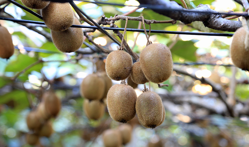 今が旬！！🥝🍃 秋限定！キウイ狩りに行こう♪
