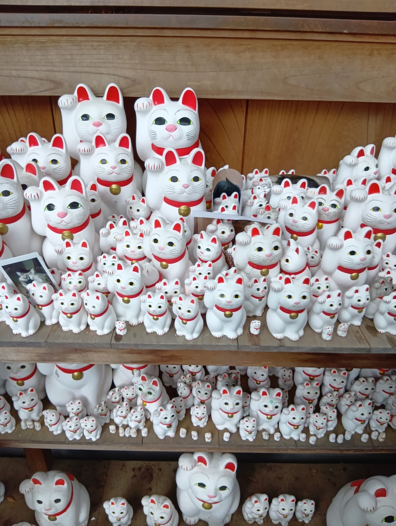 【12/13(日)豪徳寺開催】招き猫フォト＆街歩き🍂限定ゆる散歩・初心者歓迎📸