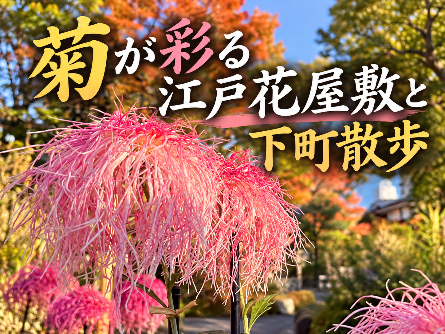 江戸の花屋敷へ！向島百花園で古典菊と下町の秋を楽しもう