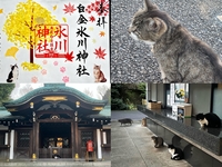 【女性主催】猫ちゃん御朱印がある白金氷川神社など神社巡りしよう！