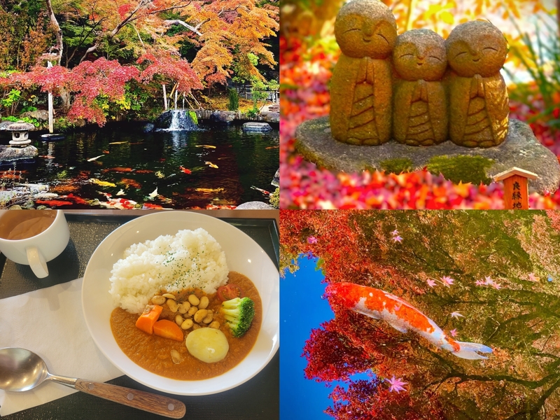 【女性主催】紅葉と海を見ながら寺カレーが食べれる長谷寺と猫ちゃんがいる神社にいこう！